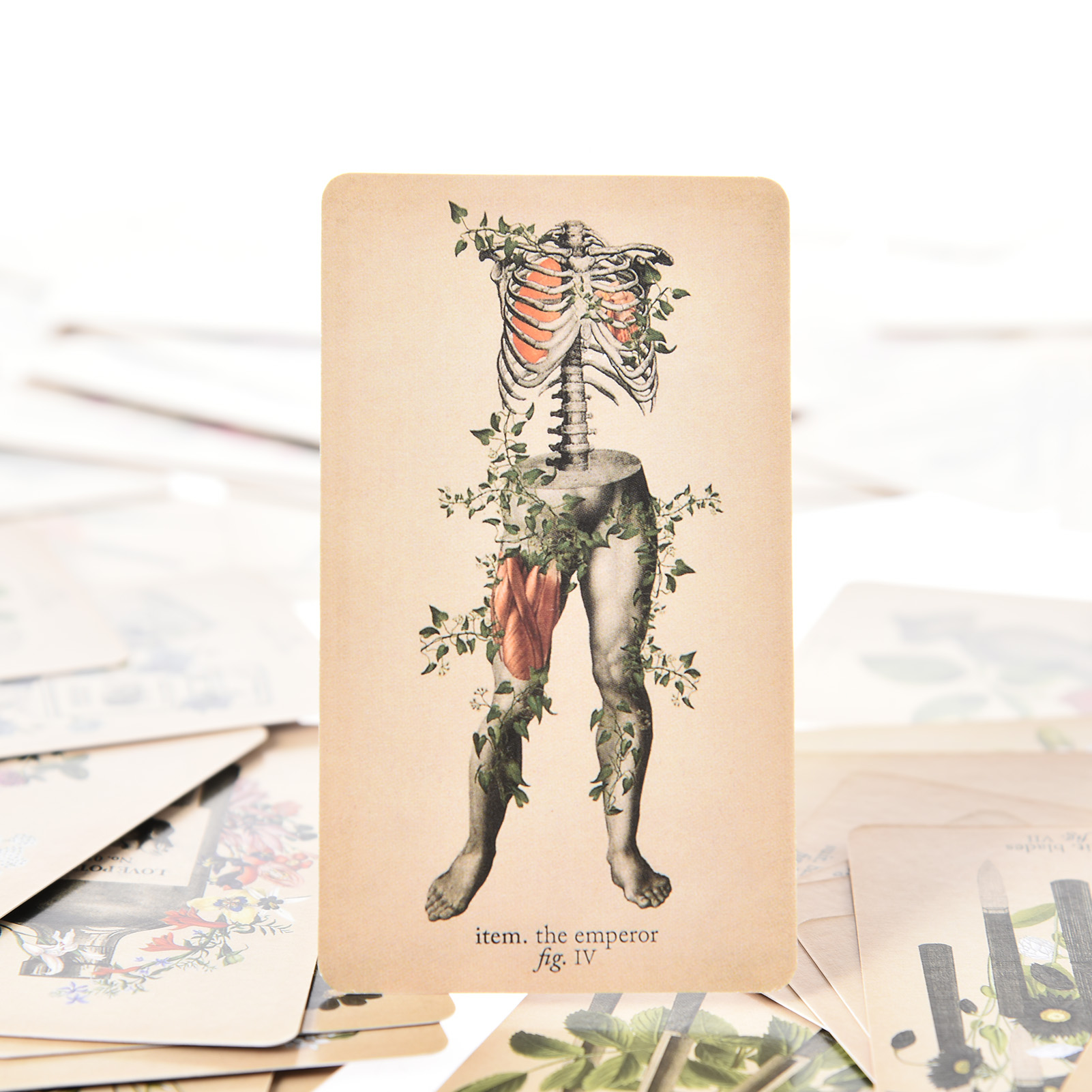 بطاقات تاروت التشريح العتيق -  - مراجعة Tarot Deck With Guidebook وسعره